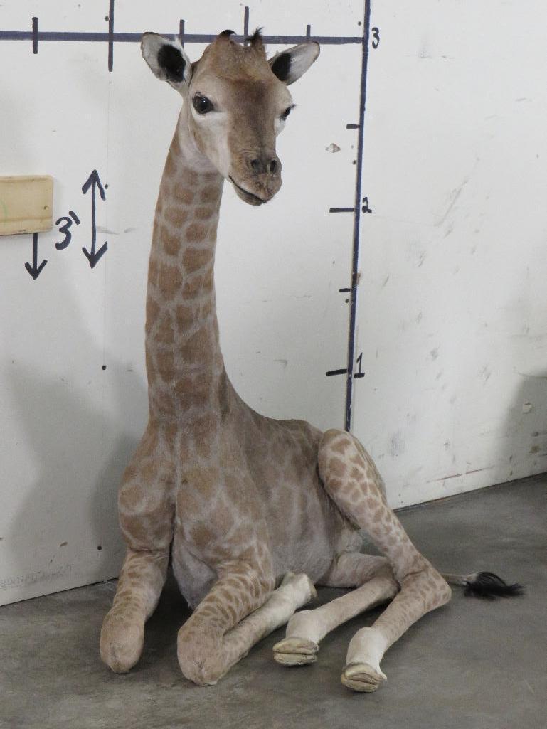 Lifesize Laying Adolescent Giraffe TAXIDERMY ODDITIES&CURIOSITIES