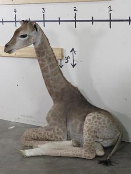 Lifesize Laying Adolescent Giraffe TAXIDERMY ODDITIES&CURIOSITIES