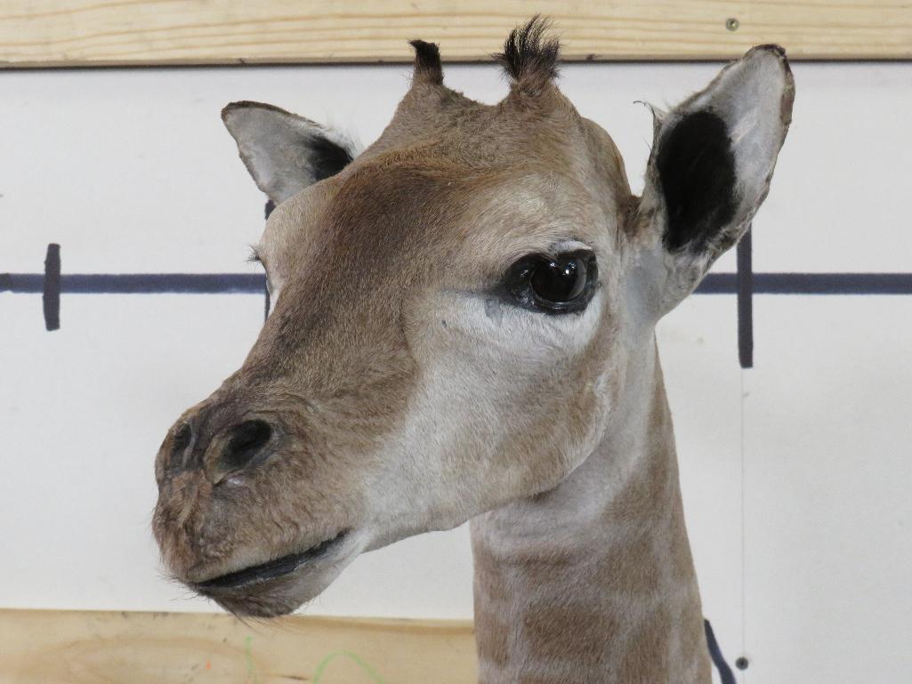 Lifesize Laying Adolescent Giraffe TAXIDERMY ODDITIES&CURIOSITIES