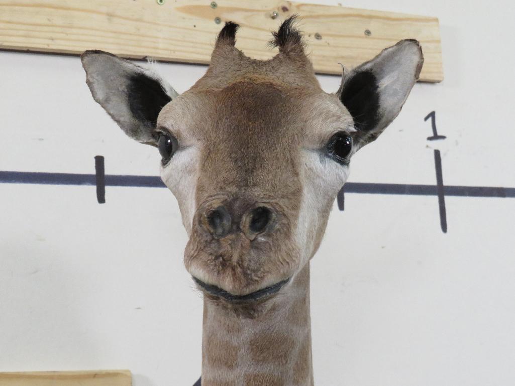 Lifesize Laying Adolescent Giraffe TAXIDERMY ODDITIES&CURIOSITIES