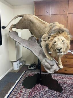 Extra large male African lion on base with continent of Africa stand*TX RES ONLY* NO CLAWS