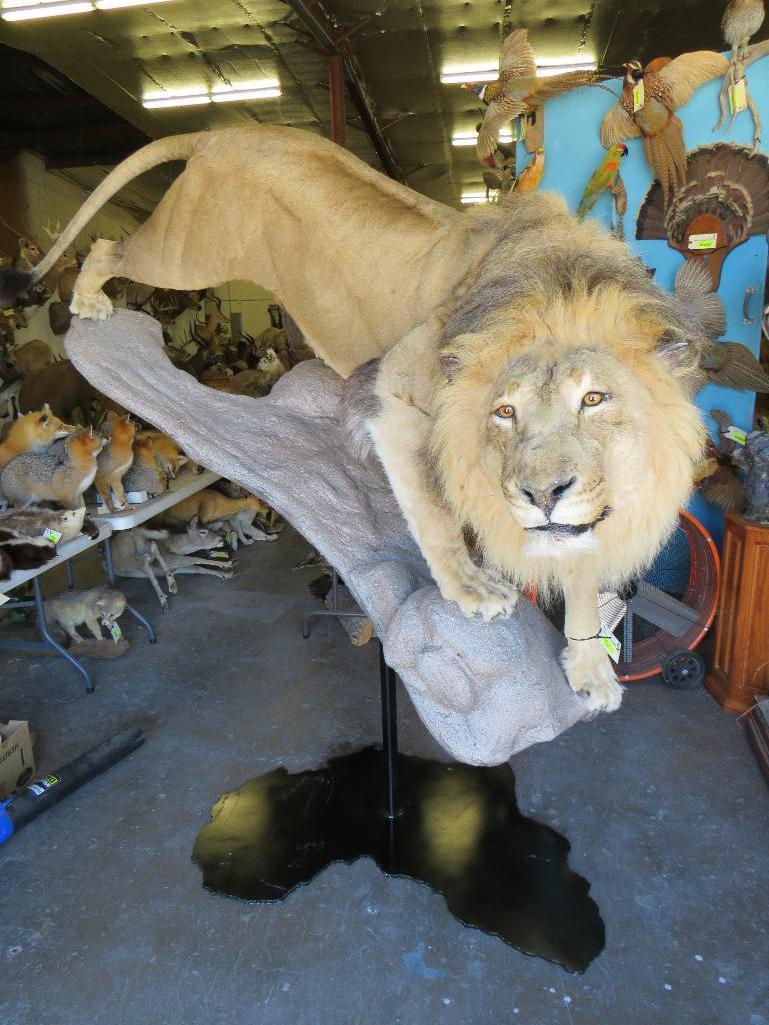 Extra large male African lion on base with continent of Africa stand*TX RES ONLY* NO CLAWS