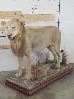 Nice Lifesize African Lion on High Quality Base w/wheels *TX RES ONLY* TAXIDERMY