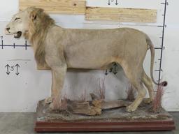 Nice Lifesize African Lion on High Quality Base w/wheels *TX RES ONLY* TAXIDERMY