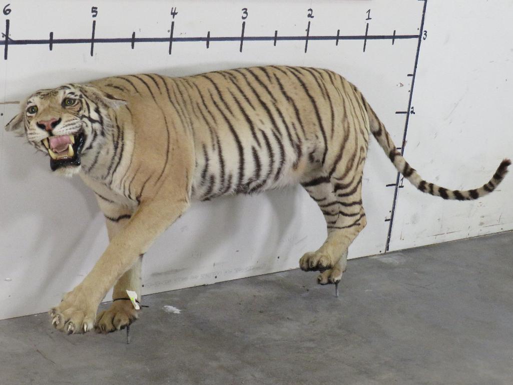 Super Cool Lifesize Tiger *No base *TX RES ONLY* TAXIDERMY