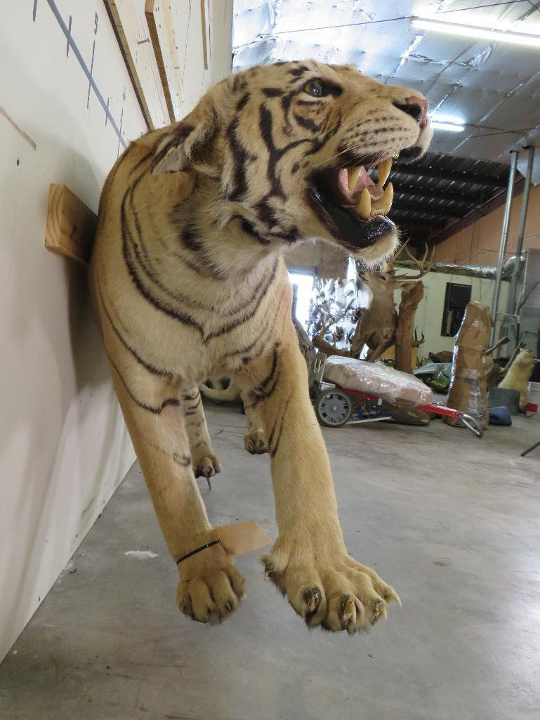 Super Cool Lifesize Tiger *No base *TX RES ONLY* TAXIDERMY