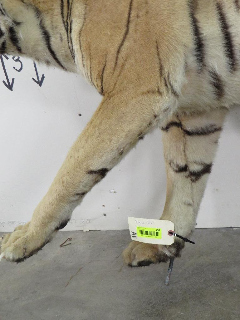 Super Cool Lifesize Tiger *No base *TX RES ONLY* TAXIDERMY