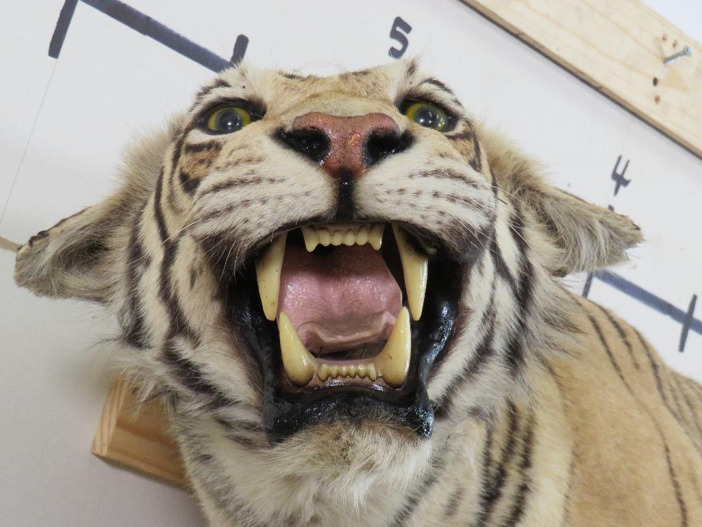 Super Cool Lifesize Tiger *No base *TX RES ONLY* TAXIDERMY