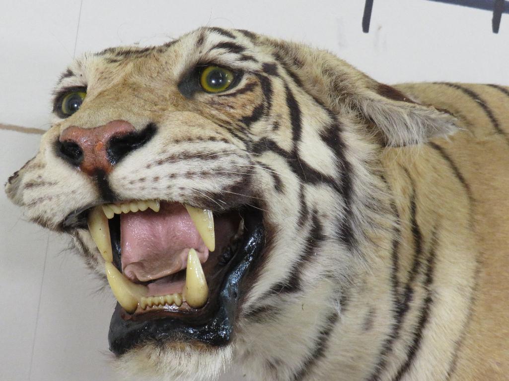 Super Cool Lifesize Tiger *No base *TX RES ONLY* TAXIDERMY