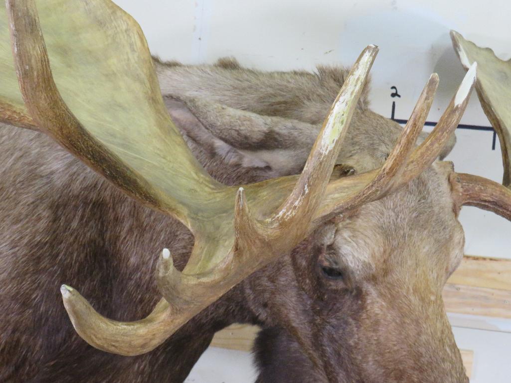 Lifesize Moose w/Repro Rack 77"Spread *No base TAXIDERMY