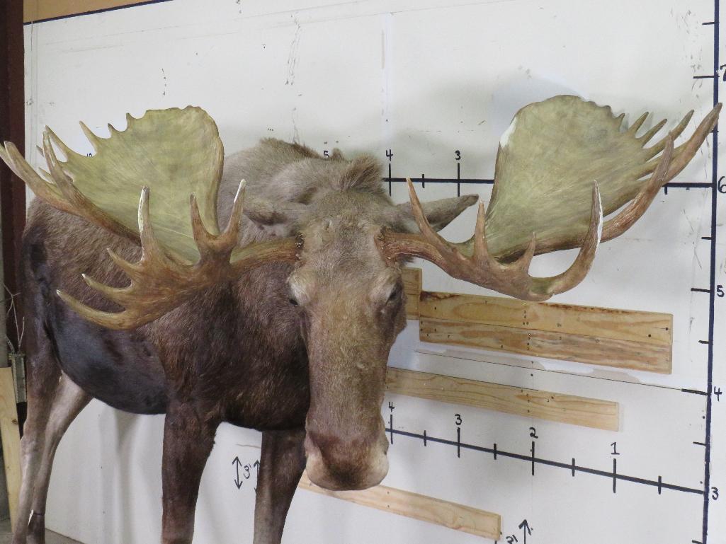 Lifesize Moose w/Repro Rack 77"Spread *No base TAXIDERMY