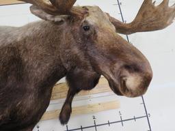 Lifesize Moose w/Repro Rack 77"Spread *No base TAXIDERMY