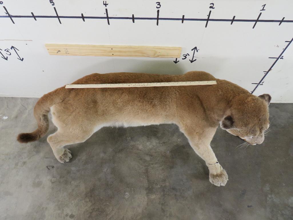 HUGE XXL Lifesize Mountain Lion, Very Nice Mount TAXIDERMY