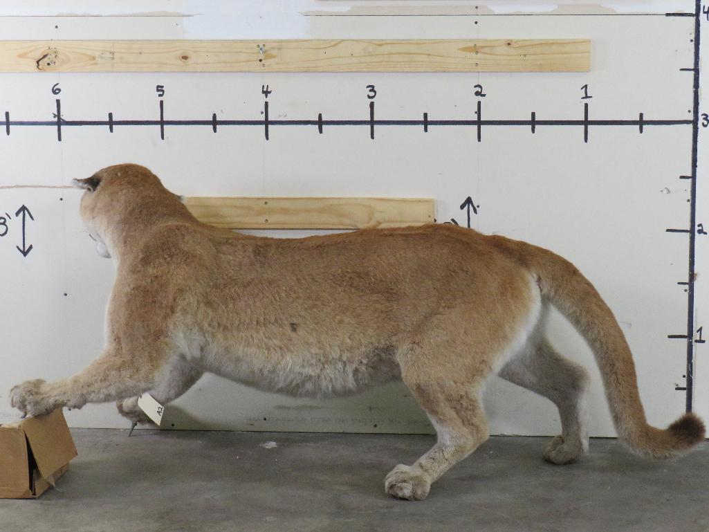 HUGE XXL Lifesize Mountain Lion, Very Nice Mount TAXIDERMY