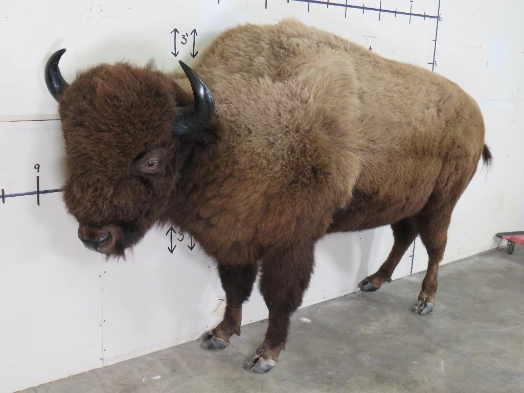 Beautiful Lifesize Buffalo/Bison w/Big Repro Horns TAXIDERMY