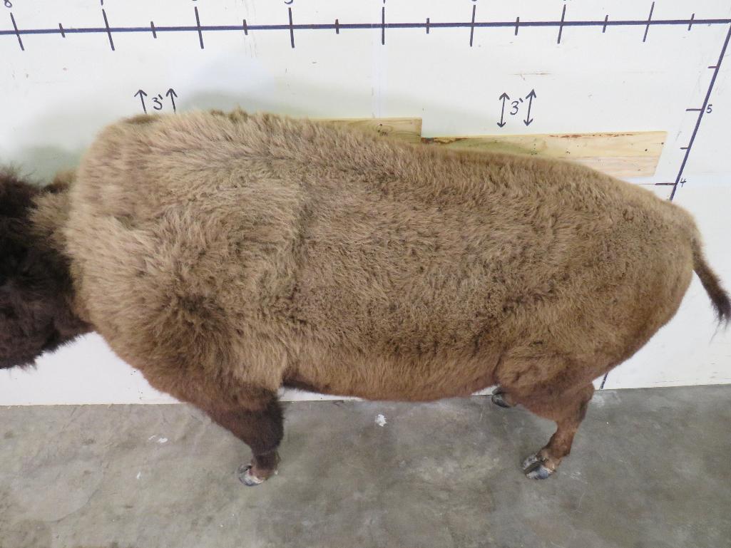 Beautiful Lifesize Buffalo/Bison w/Big Repro Horns TAXIDERMY