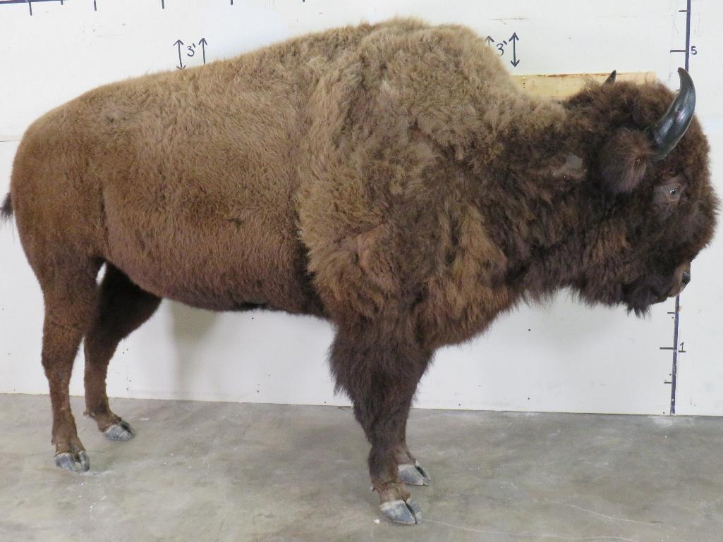 Beautiful Lifesize Buffalo/Bison w/Big Repro Horns TAXIDERMY