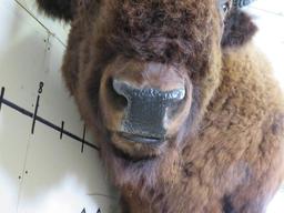 Beautiful Lifesize Buffalo/Bison w/Big Repro Horns TAXIDERMY