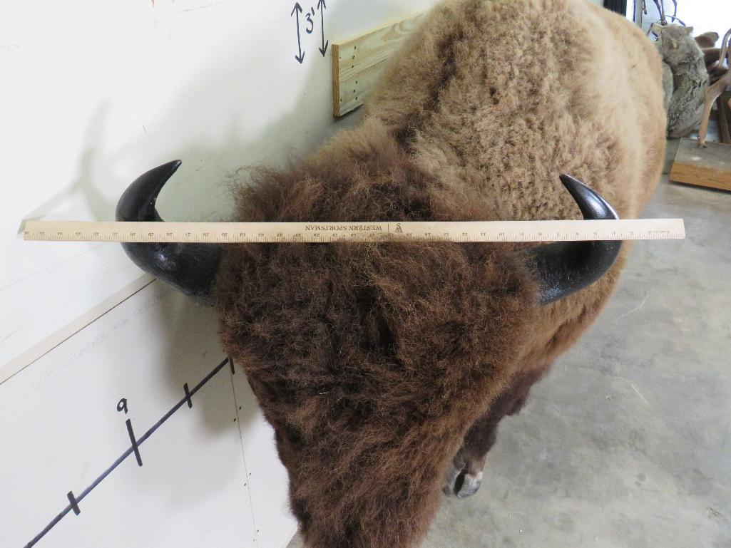 Beautiful Lifesize Buffalo/Bison w/Big Repro Horns TAXIDERMY