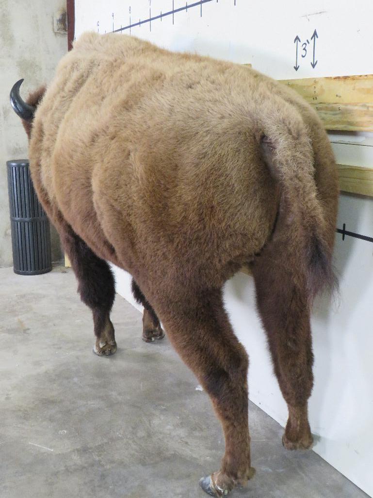 Beautiful Lifesize Buffalo/Bison w/Big Repro Horns TAXIDERMY