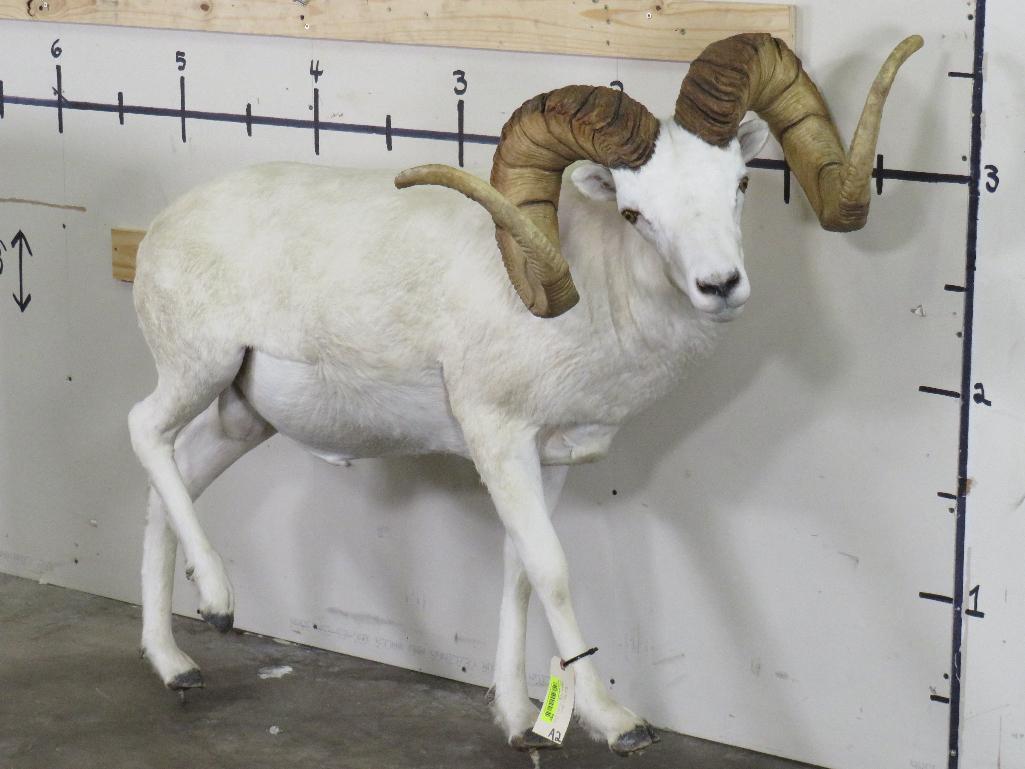 Really Nice Lifesize Dall Sheep w/XL Repro Horns TAXIDERMY