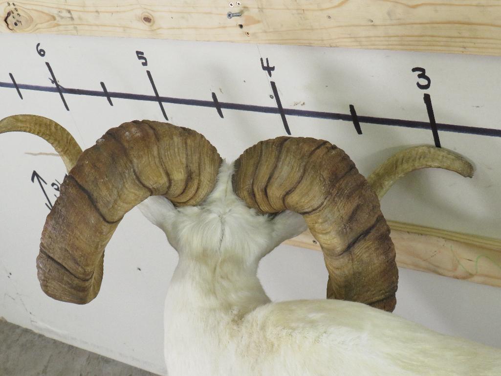 Really Nice Lifesize Dall Sheep w/XL Repro Horns TAXIDERMY