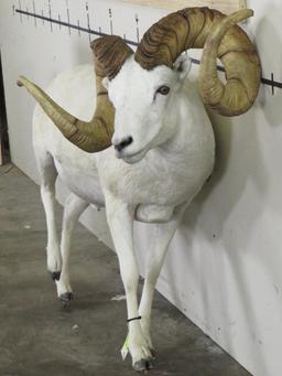 Really Nice Lifesize Dall Sheep w/XL Repro Horns TAXIDERMY