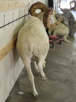 Really Nice Lifesize Dall Sheep w/XL Repro Horns TAXIDERMY