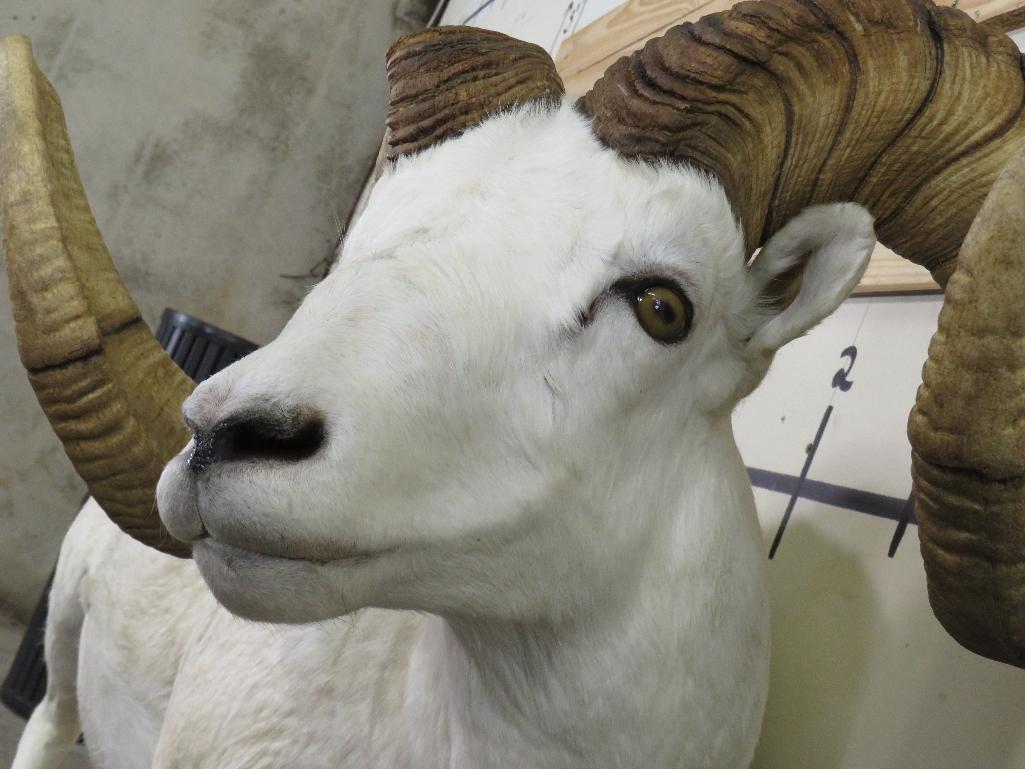 Really Nice Lifesize Dall Sheep w/XL Repro Horns TAXIDERMY