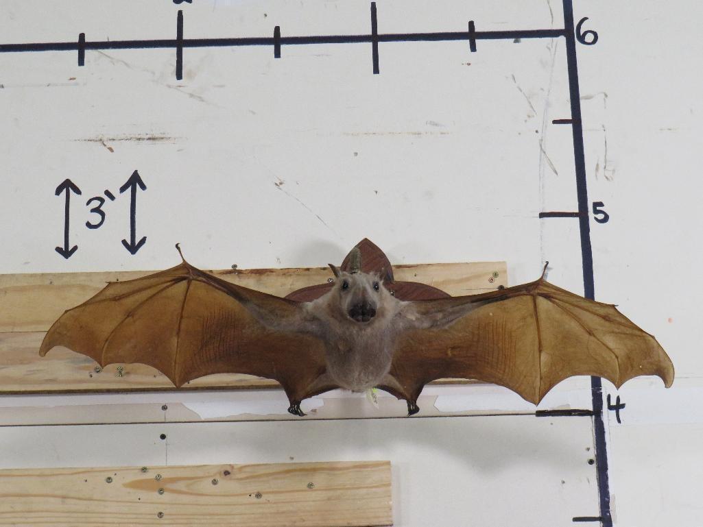 RARE Hammerhead Bat w/Hanger (taxidermy not mummified) TAXIDERMY ODDITIES&CURIOSITIES