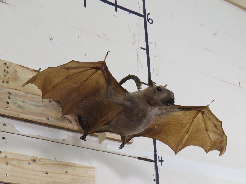 RARE Hammerhead Bat w/Hanger (taxidermy not mummified) TAXIDERMY ODDITIES&CURIOSITIES