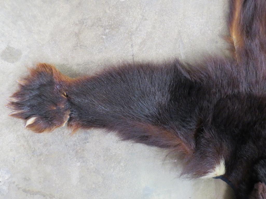 Antique Black Bear Rug w/Mounted Head TAXIDERMY