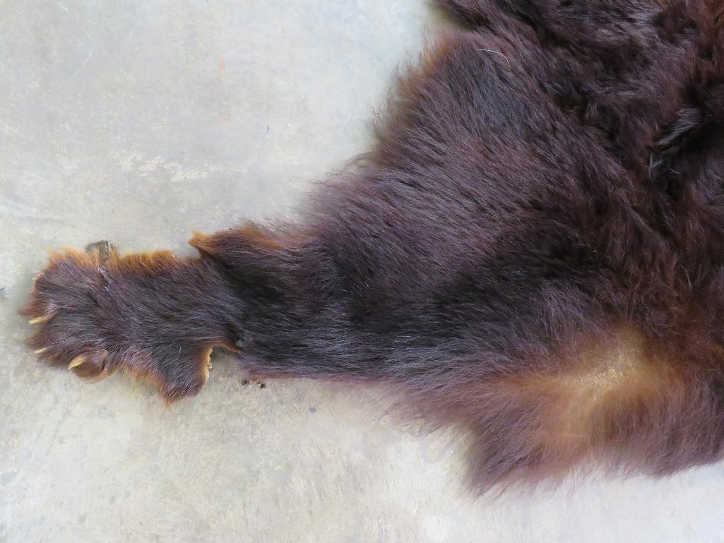 Antique Black Bear Rug w/Mounted Head TAXIDERMY