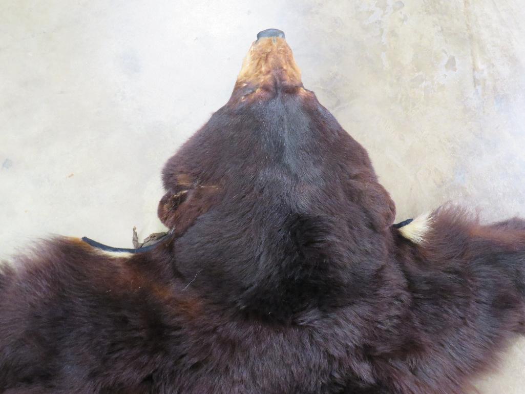 Antique Black Bear Rug w/Mounted Head TAXIDERMY