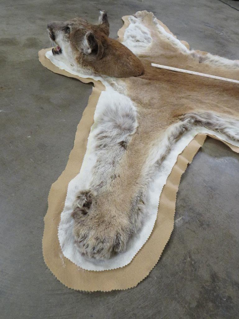 Nice Felted Mountain Lion Rug w/Mounted Head TAXIDERMY