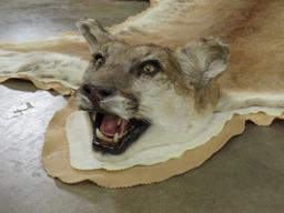 Nice Felted Mountain Lion Rug w/Mounted Head TAXIDERMY