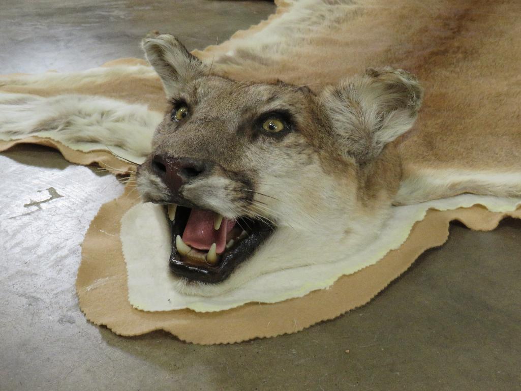 Nice Felted Mountain Lion Rug w/Mounted Head TAXIDERMY