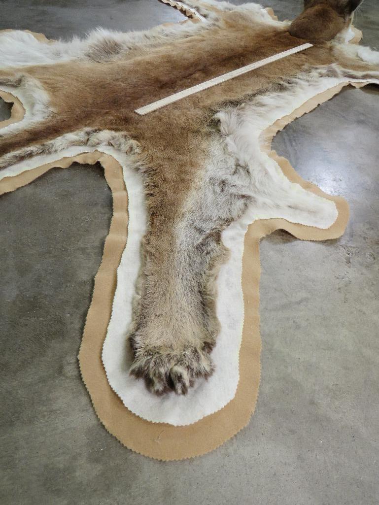 Nice Felted Mountain Lion Rug w/Mounted Head TAXIDERMY