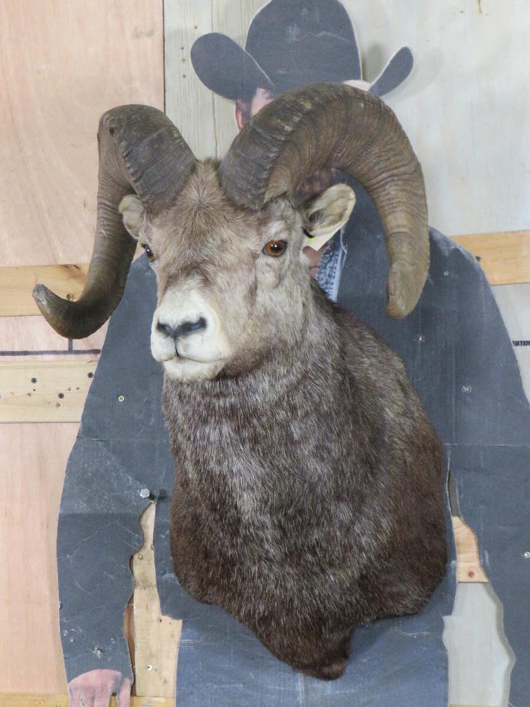 Really Nice Bighorn Sheep Sh Mt TAXIDERMY