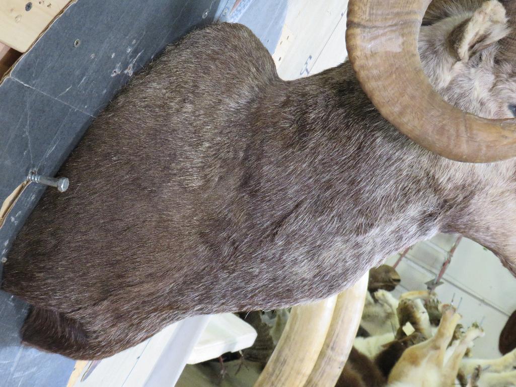 Really Nice Bighorn Sheep Sh Mt TAXIDERMY