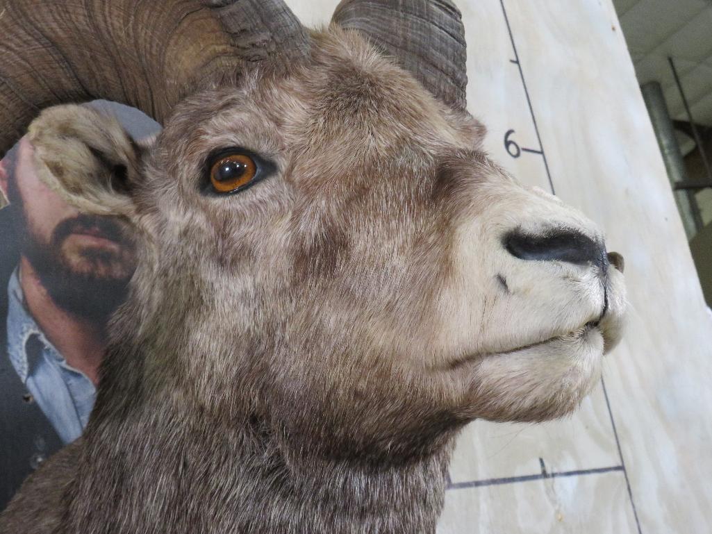 Really Nice Bighorn Sheep Sh Mt TAXIDERMY