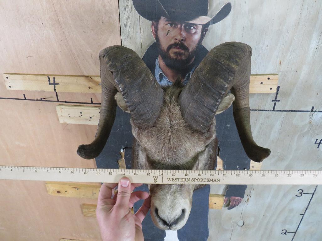 Really Nice Bighorn Sheep Sh Mt TAXIDERMY