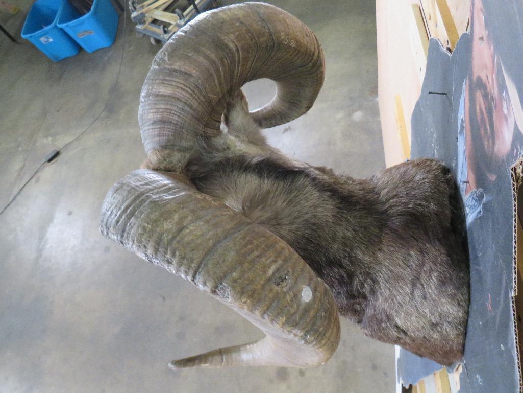 Really Nice Bighorn Sheep Sh Mt TAXIDERMY