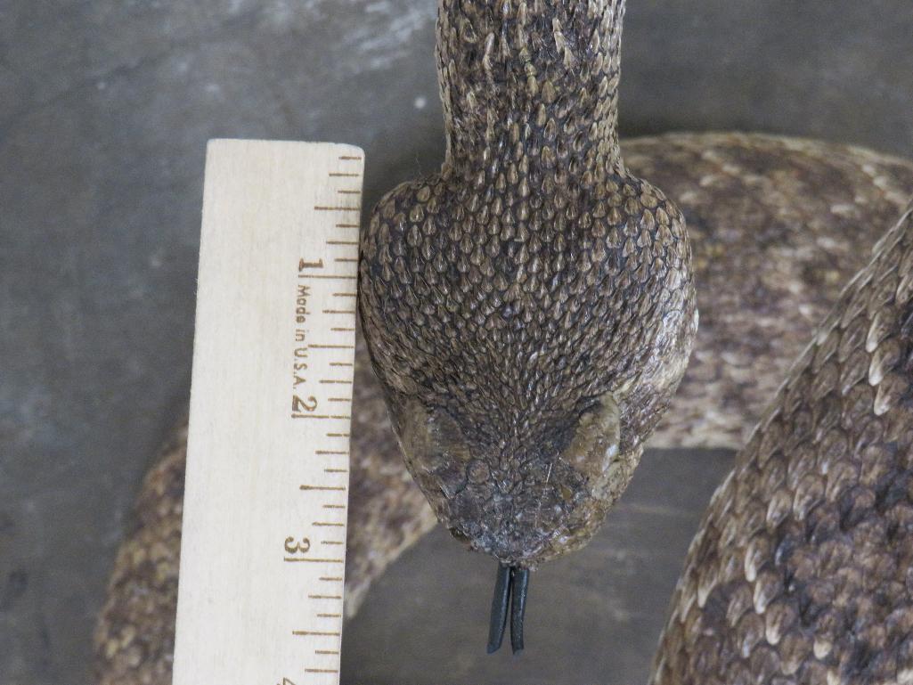 HUGE Lifesize Western Diamond Rattlesnake (Cool Pose) TAXIDERMY