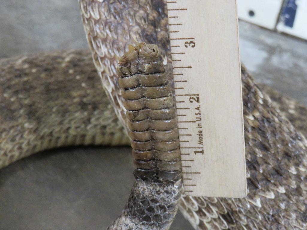 HUGE Lifesize Western Diamond Rattlesnake (Cool Pose) TAXIDERMY