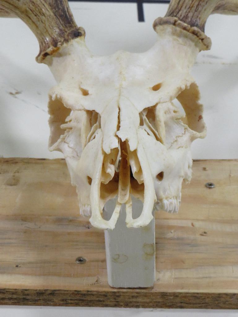 Heavy Axis Skull w/All Teeth TAXIDERMY