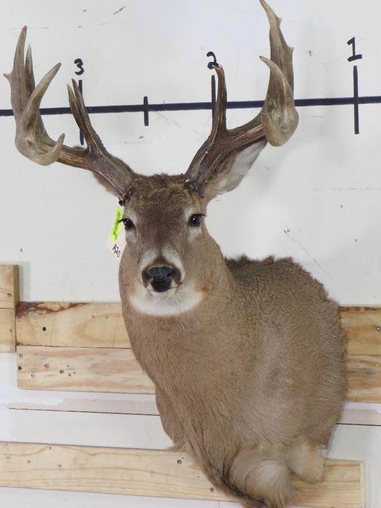 14 PT Whitetail Sh Mt TAXIDERMY