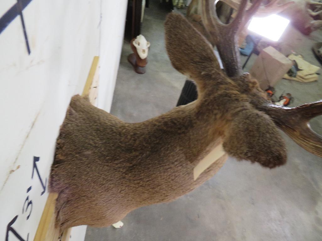 14 PT Whitetail Sh Mt TAXIDERMY