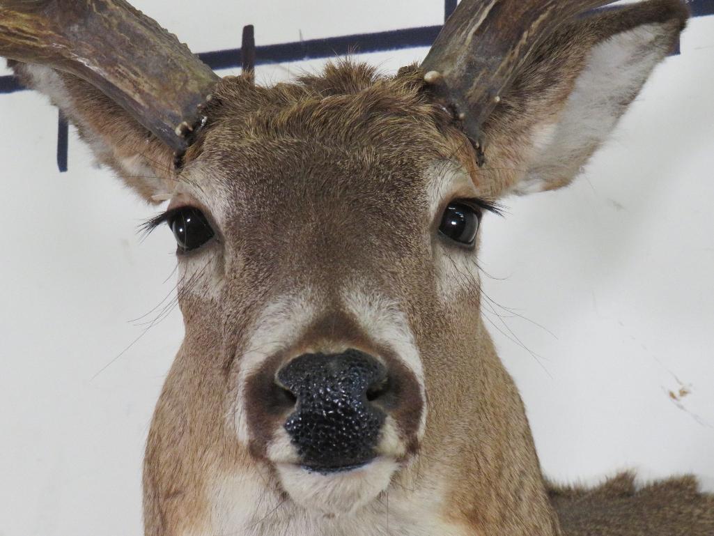 14 PT Whitetail Sh Mt TAXIDERMY