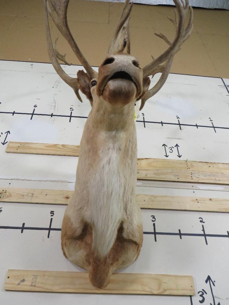 Really Nice Caribou Sh Mt TAXIDERMY